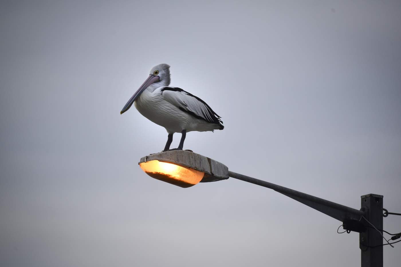 A pelican takes up a strategic feet-warming position on a street lamp in Binalong Bay.