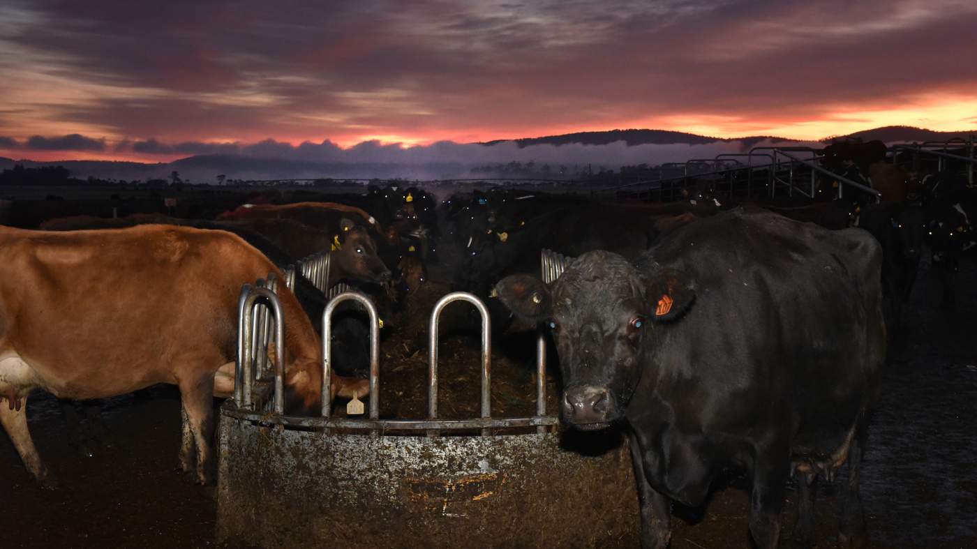Dairy Tasmania&#39;s focus farm for 2016, Limberlost, at Kayena. Pictures: Paul Scambler